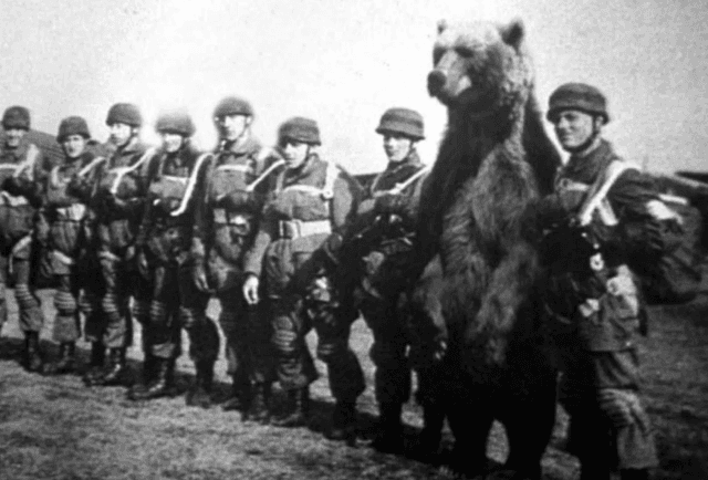 Wojtek with Polish soldiers